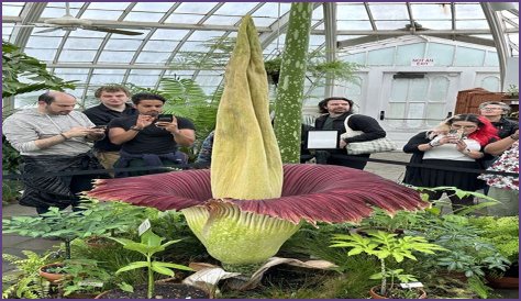 Unveiling The Enigmatic Height Of Corpse Husband